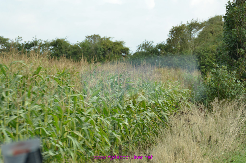 039: Dover, England, White Cliffs Geotours, Corn, 