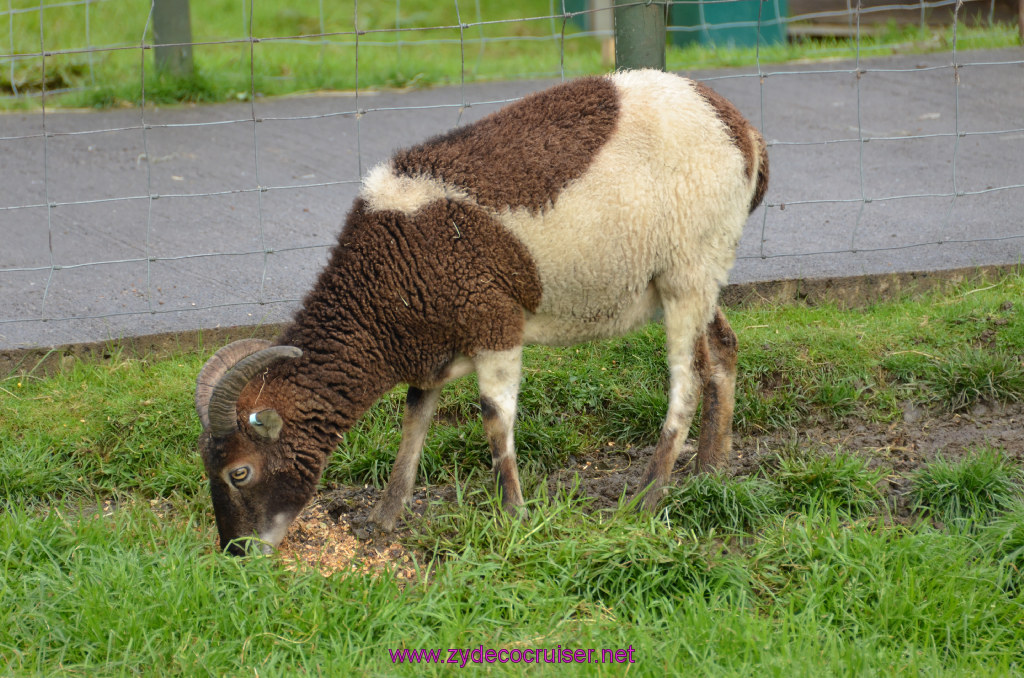 140: Carnival Legend, British Isles Cruise, Glasgow/Greenock, Aberfoyle, The Scottish Wool Centre, 