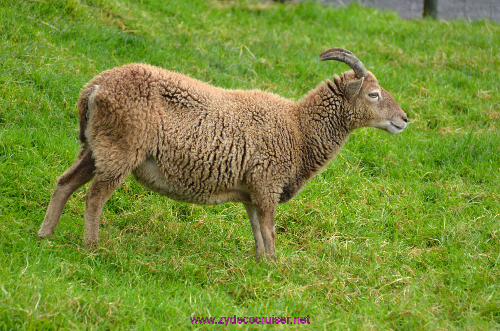 141: Carnival Legend, British Isles Cruise, Glasgow/Greenock, Aberfoyle, The Scottish Wool Centre, 