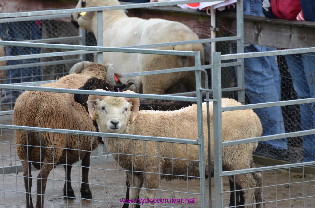 149: Carnival Legend, British Isles Cruise, Glasgow/Greenock, Aberfoyle, The Scottish Wool Centre, 