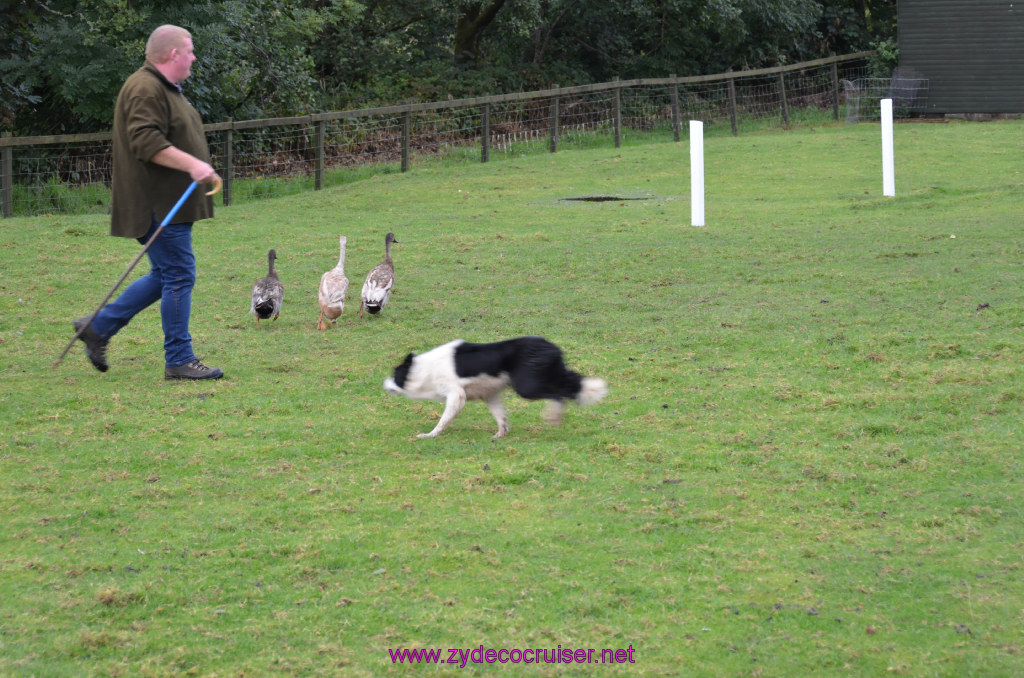 157: Carnival Legend, British Isles Cruise, Glasgow/Greenock, Aberfoyle, The Scottish Wool Centre, 