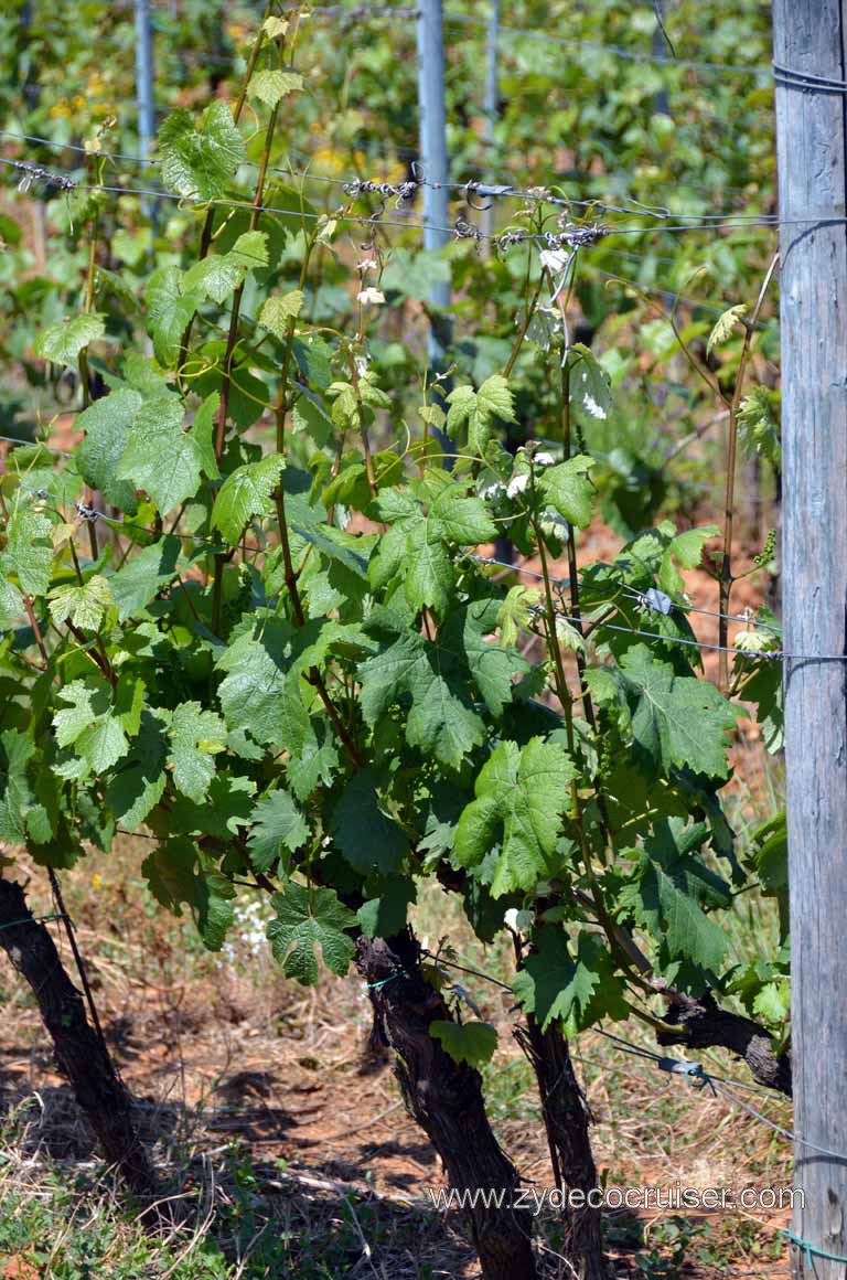 177: Carnival Magic Inaugural Voyage, Livorno, Pisa and Winery Tour, Fattoria il Poggio, Grape Vines