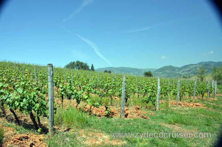 178: Carnival Magic Inaugural Voyage, Livorno, Pisa and Winery Tour, Fattoria il Poggio, Grape Vines