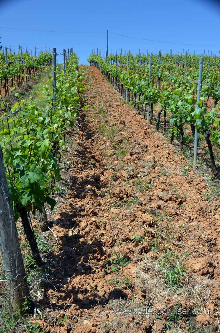 179: Carnival Magic Inaugural Voyage, Livorno, Pisa and Winery Tour, Fattoria il Poggio, Grape Vines