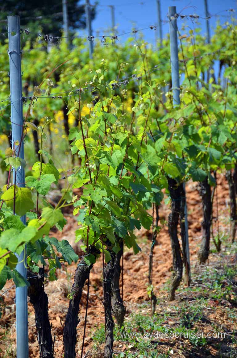 185: Carnival Magic Inaugural Voyage, Livorno, Pisa and Winery Tour, Fattoria il Poggio, Grape Vines