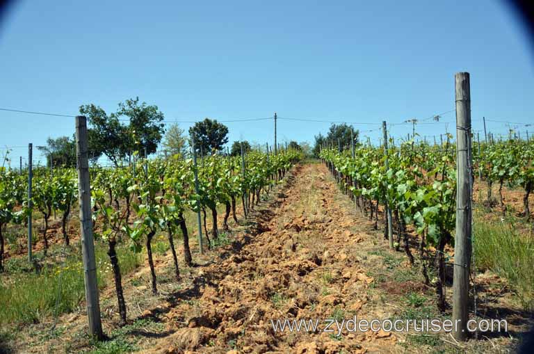 189: Carnival Magic Inaugural Voyage, Livorno, Pisa and Winery Tour, Fattoria il Poggio, Grape Vines