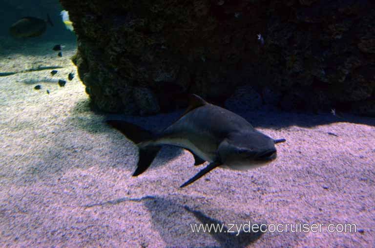 211: Carnival Magic Grand Mediterranean Cruise, Monte Carlo, Monaco, Oceanographic Museum and Aquarium