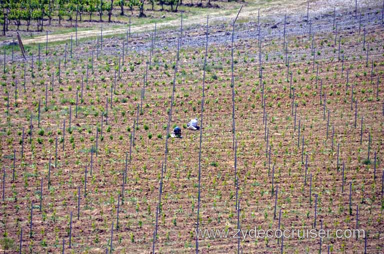 157: Carnival Magic, Mediterranean Cruise, Livorno, Essence of Tuscany Tour, Lunch, Fattoria Poggio Alloro,