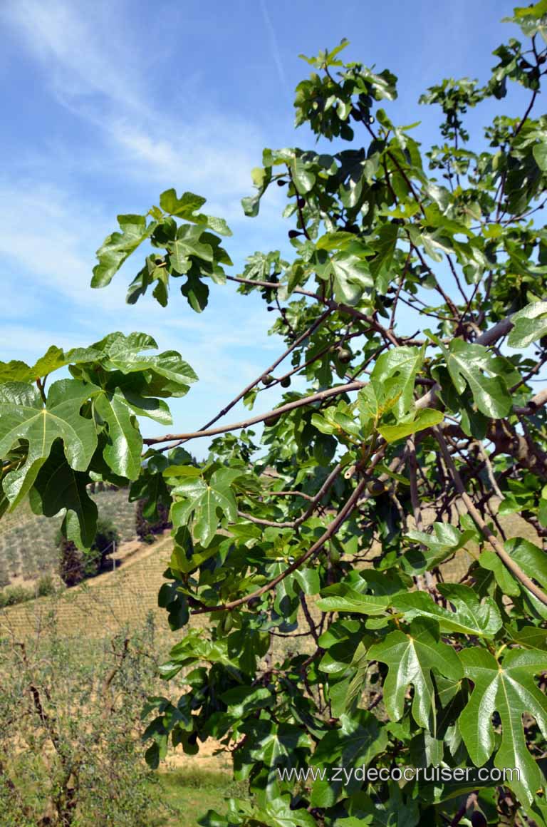 166: Carnival Magic, Mediterranean Cruise, Livorno, Essence of Tuscany Tour, Lunch, Fattoria Poggio Alloro, Think that is a fig tree