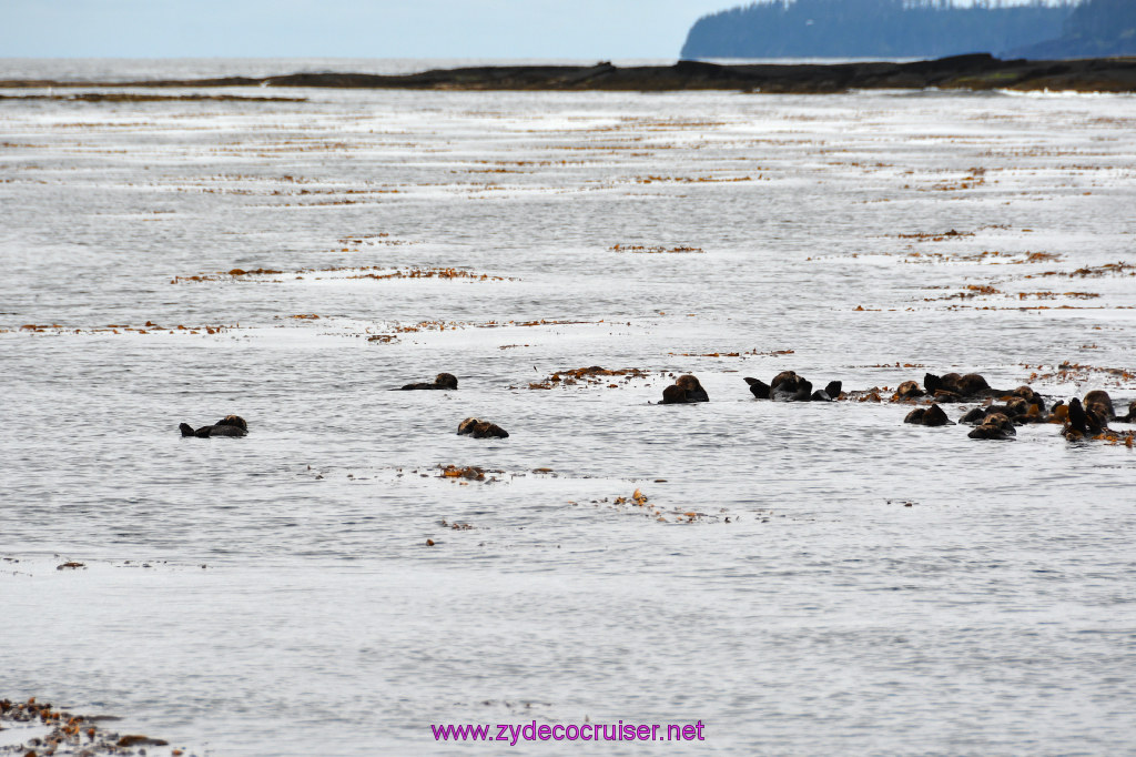 099: Carnival Miracle Alaska Cruise, Sitka, Jet Cat Wildlife Quest And Beach Exploration Excursion, 