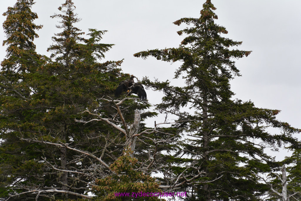 130: Carnival Miracle Alaska Cruise, Sitka, Jet Cat Wildlife Quest And Beach Exploration Excursion, 