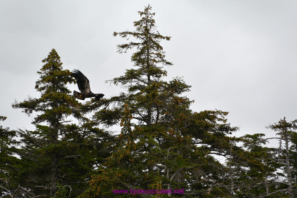 137: Carnival Miracle Alaska Cruise, Sitka, Jet Cat Wildlife Quest And Beach Exploration Excursion, 