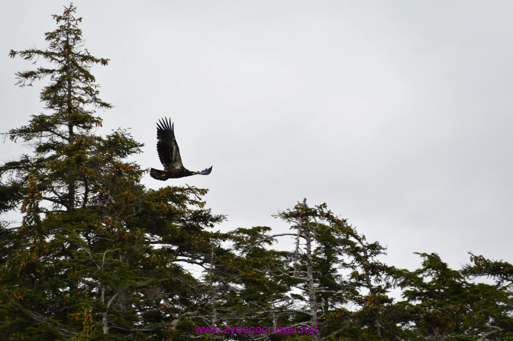 138: Carnival Miracle Alaska Cruise, Sitka, Jet Cat Wildlife Quest And Beach Exploration Excursion, 