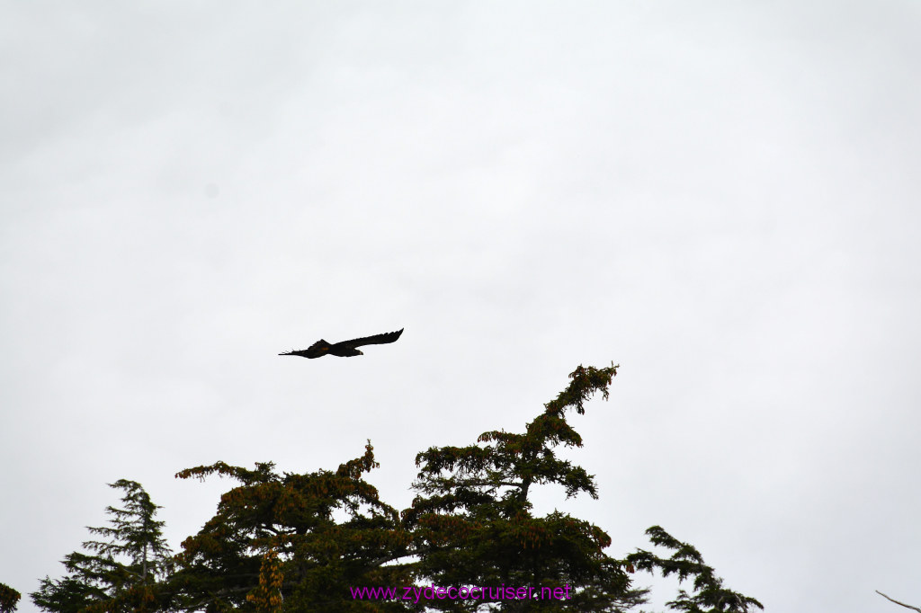 142: Carnival Miracle Alaska Cruise, Sitka, Jet Cat Wildlife Quest And Beach Exploration Excursion, 