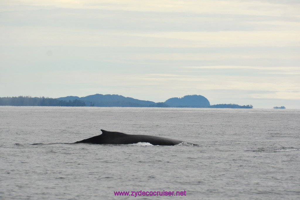 214: Carnival Miracle Alaska Cruise, Sitka, Jet Cat Wildlife Quest And Beach Exploration Excursion, 