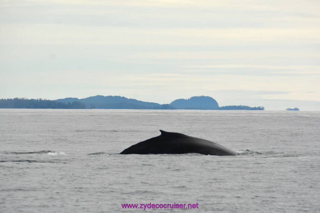 218: Carnival Miracle Alaska Cruise, Sitka, Jet Cat Wildlife Quest And Beach Exploration Excursion, 