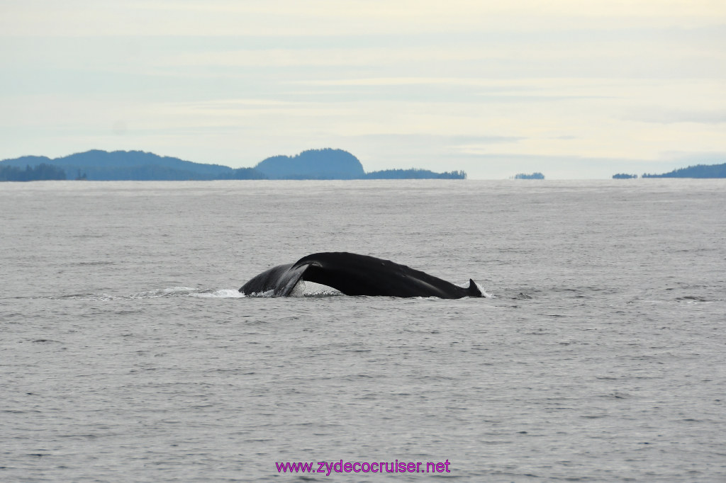 225: Carnival Miracle Alaska Cruise, Sitka, Jet Cat Wildlife Quest And Beach Exploration Excursion, 