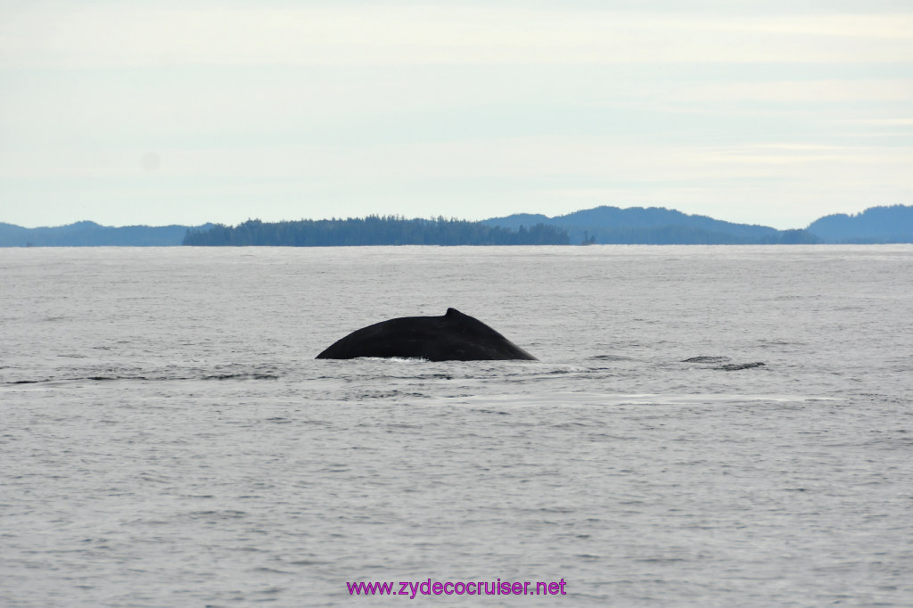 235: Carnival Miracle Alaska Cruise, Sitka, Jet Cat Wildlife Quest And Beach Exploration Excursion, 