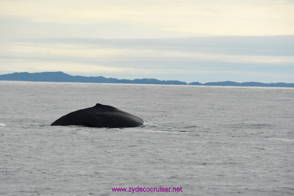 243: Carnival Miracle Alaska Cruise, Sitka, Jet Cat Wildlife Quest And Beach Exploration Excursion, 