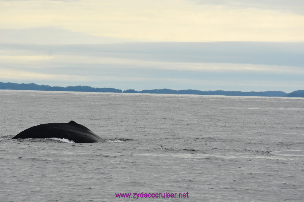 246: Carnival Miracle Alaska Cruise, Sitka, Jet Cat Wildlife Quest And Beach Exploration Excursion, 