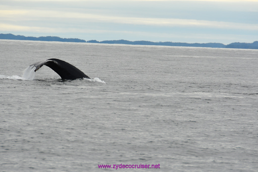 250: Carnival Miracle Alaska Cruise, Sitka, Jet Cat Wildlife Quest And Beach Exploration Excursion, 