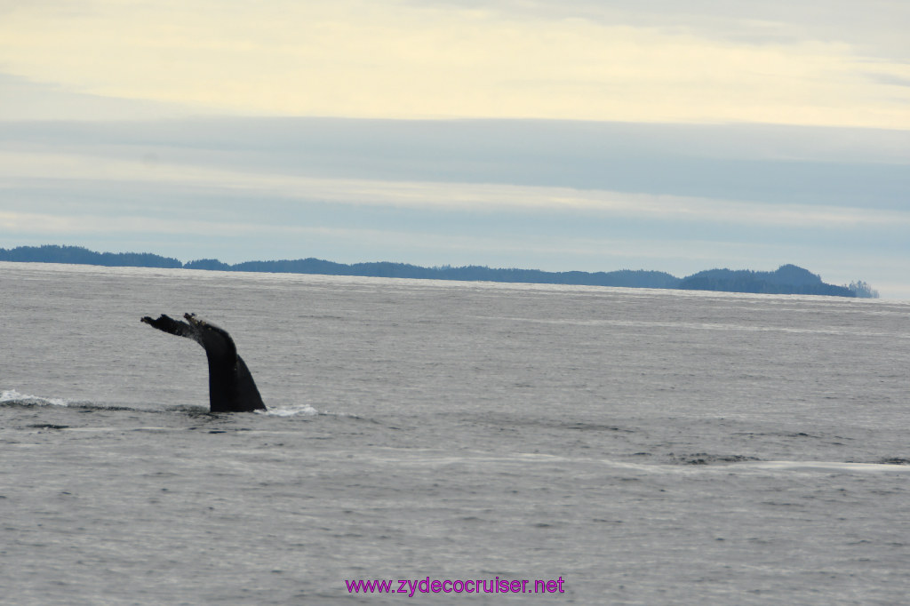 253: Carnival Miracle Alaska Cruise, Sitka, Jet Cat Wildlife Quest And Beach Exploration Excursion, 