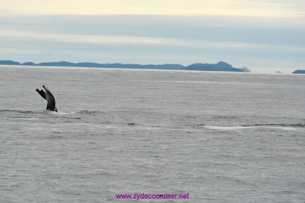 254: Carnival Miracle Alaska Cruise, Sitka, Jet Cat Wildlife Quest And Beach Exploration Excursion, 