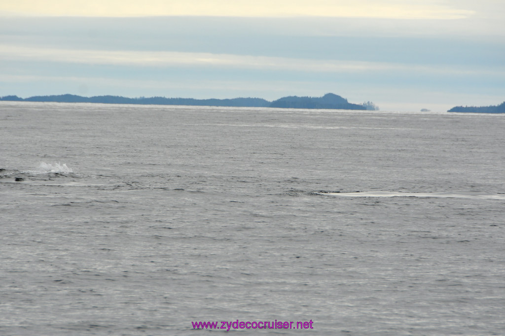 255: Carnival Miracle Alaska Cruise, Sitka, Jet Cat Wildlife Quest And Beach Exploration Excursion, 