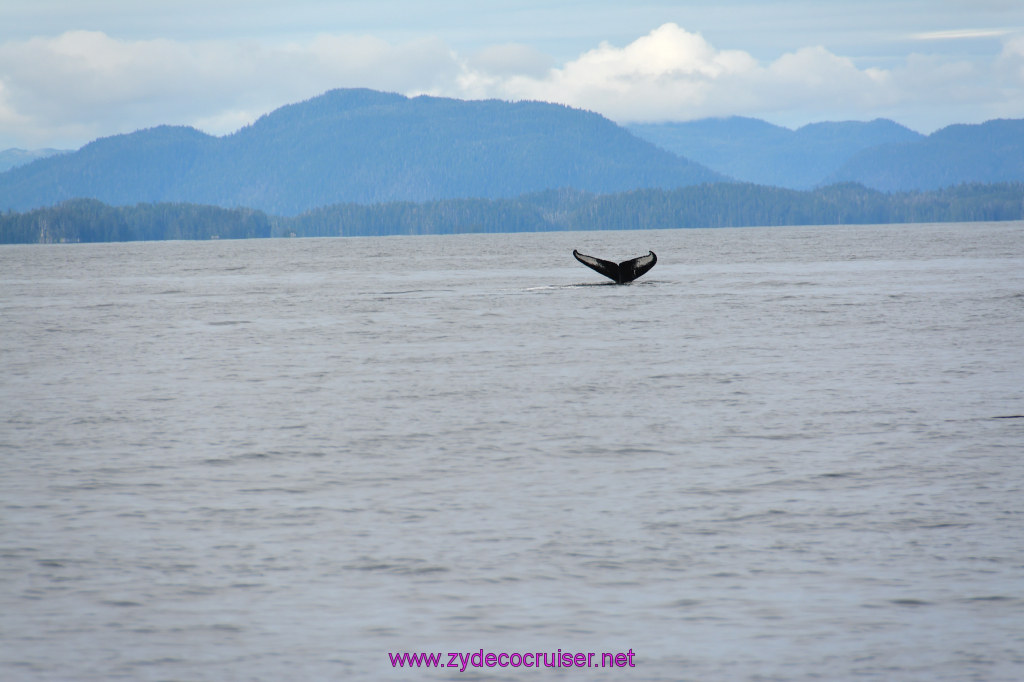 260: Carnival Miracle Alaska Cruise, Sitka, Jet Cat Wildlife Quest And Beach Exploration Excursion, 