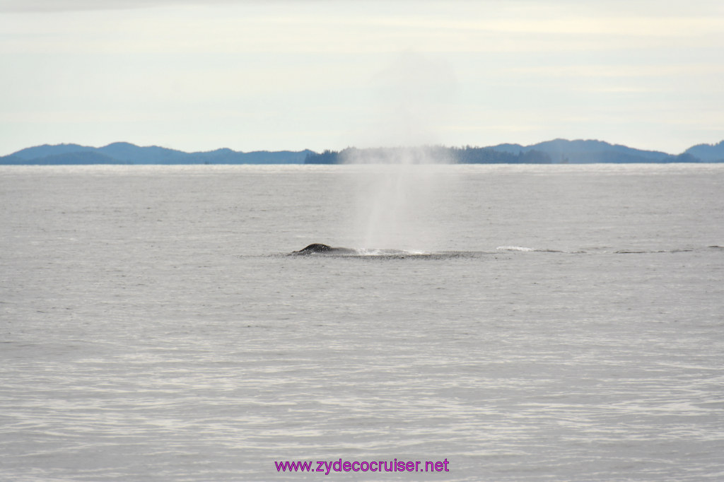 274: Carnival Miracle Alaska Cruise, Sitka, Jet Cat Wildlife Quest And Beach Exploration Excursion, 