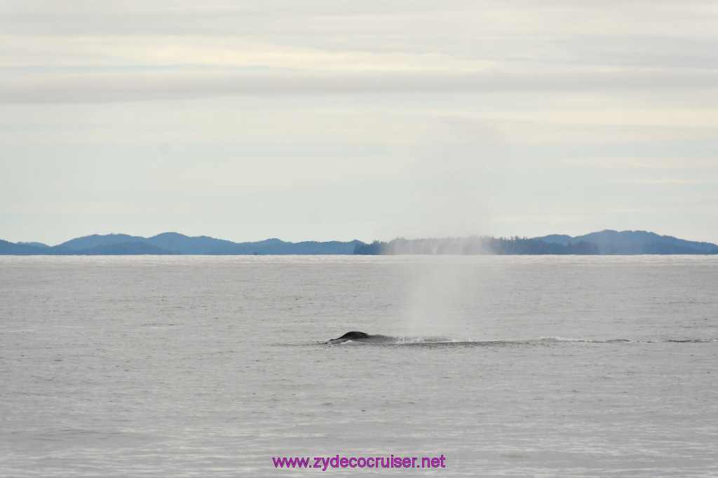 275: Carnival Miracle Alaska Cruise, Sitka, Jet Cat Wildlife Quest And Beach Exploration Excursion, 