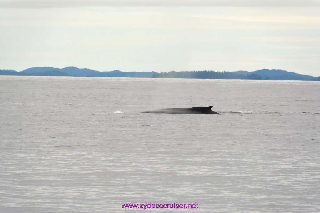 276: Carnival Miracle Alaska Cruise, Sitka, Jet Cat Wildlife Quest And Beach Exploration Excursion, 