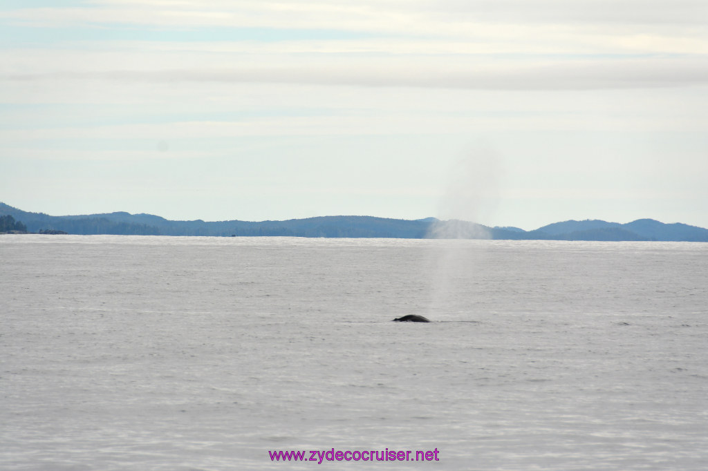 278: Carnival Miracle Alaska Cruise, Sitka, Jet Cat Wildlife Quest And Beach Exploration Excursion, 