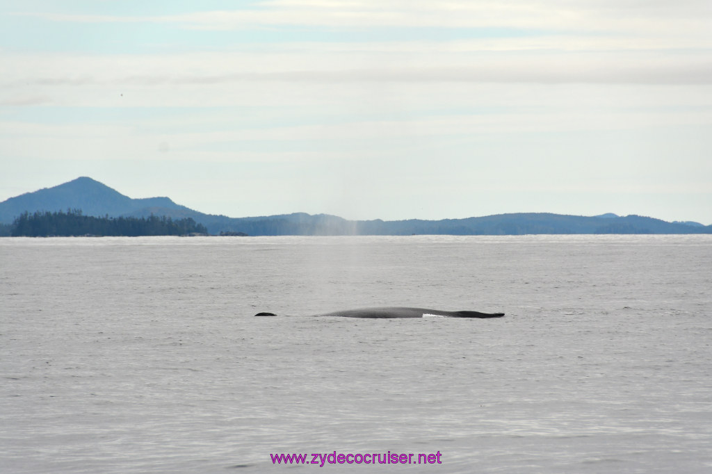 280: Carnival Miracle Alaska Cruise, Sitka, Jet Cat Wildlife Quest And Beach Exploration Excursion, 