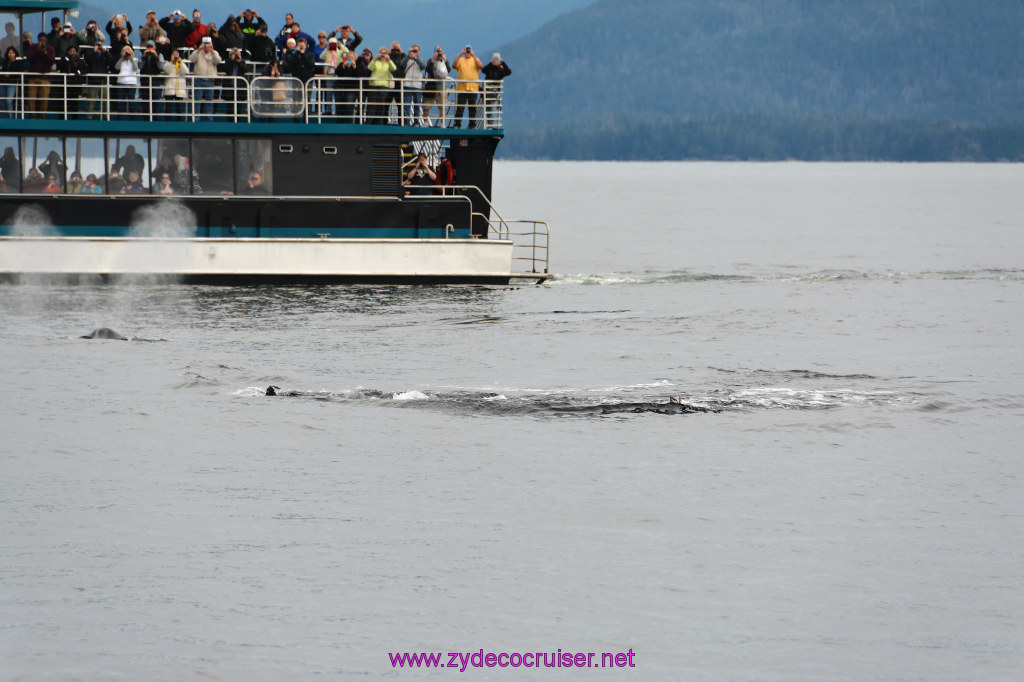 306: Carnival Miracle Alaska Cruise, Sitka, Jet Cat Wildlife Quest And Beach Exploration Excursion, 