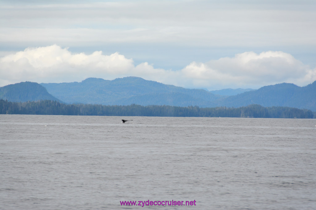 321: Carnival Miracle Alaska Cruise, Sitka, Jet Cat Wildlife Quest And Beach Exploration Excursion, 