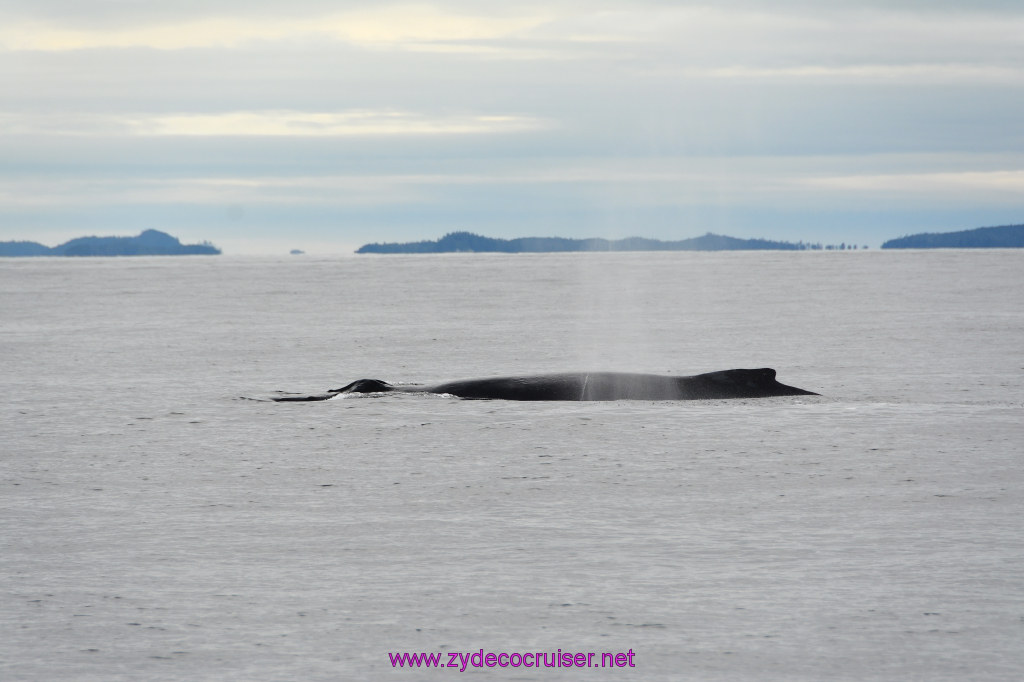 332: Carnival Miracle Alaska Cruise, Sitka, Jet Cat Wildlife Quest And Beach Exploration Excursion, 