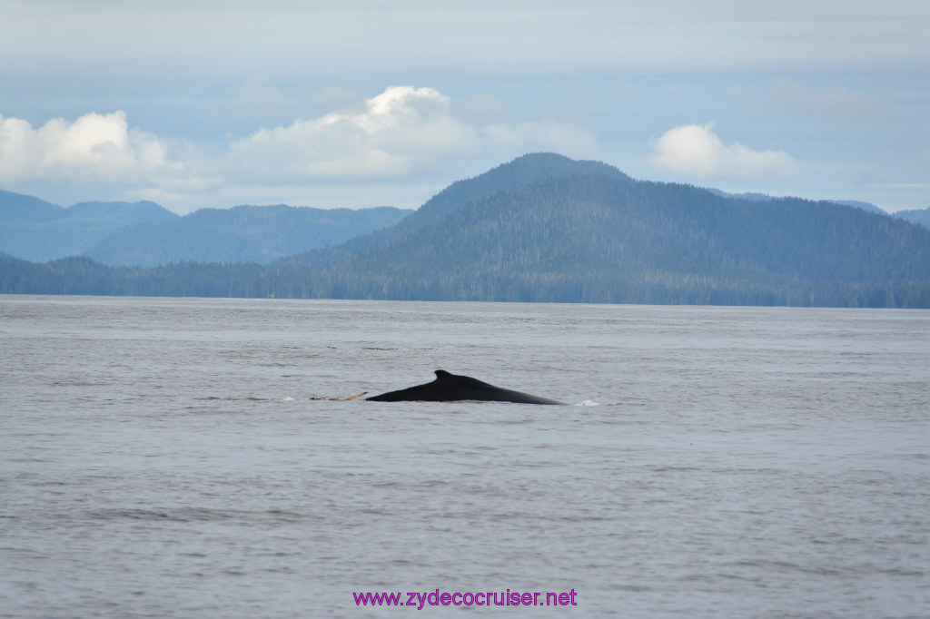 336: Carnival Miracle Alaska Cruise, Sitka, Jet Cat Wildlife Quest And Beach Exploration Excursion, 