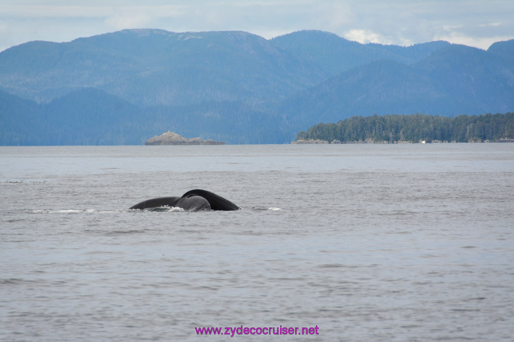 341: Carnival Miracle Alaska Cruise, Sitka, Jet Cat Wildlife Quest And Beach Exploration Excursion, 