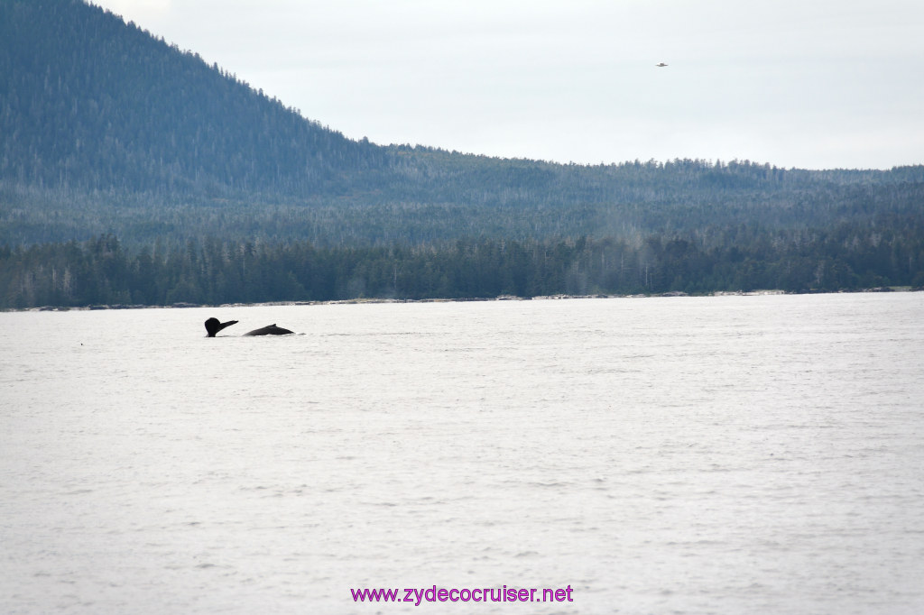 358: Carnival Miracle Alaska Cruise, Sitka, Jet Cat Wildlife Quest And Beach Exploration Excursion, 