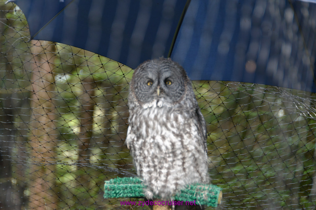 393: Carnival Miracle Alaska Cruise, Sitka, Raptor Center, 