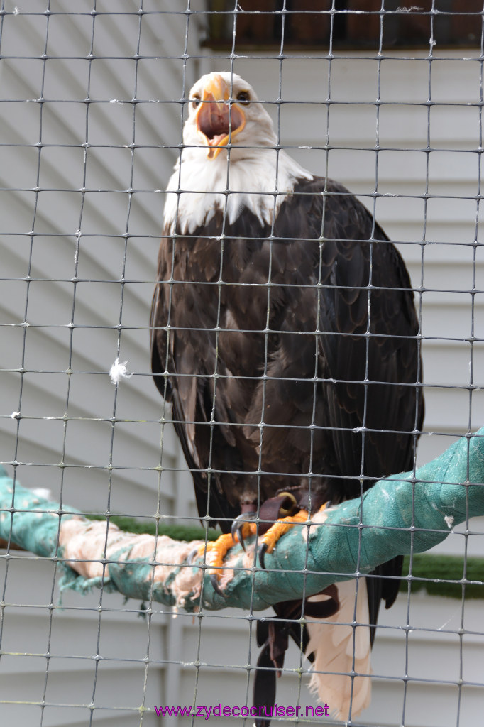 395: Carnival Miracle Alaska Cruise, Sitka, Raptor Center, 