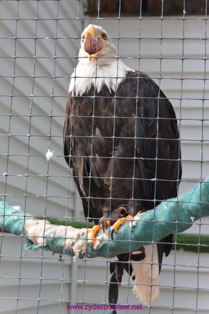 396: Carnival Miracle Alaska Cruise, Sitka, Raptor Center, 