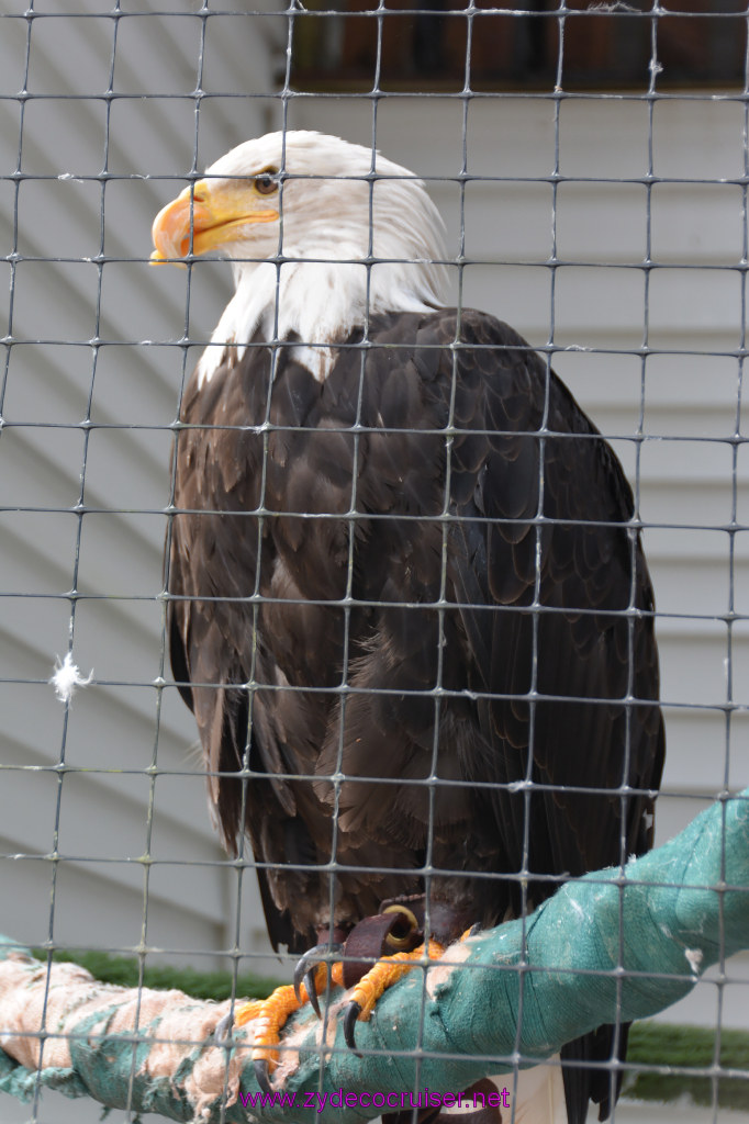 397: Carnival Miracle Alaska Cruise, Sitka, Raptor Center, 