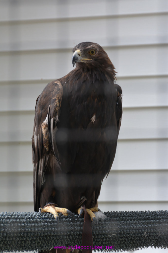 399: Carnival Miracle Alaska Cruise, Sitka, Raptor Center, 