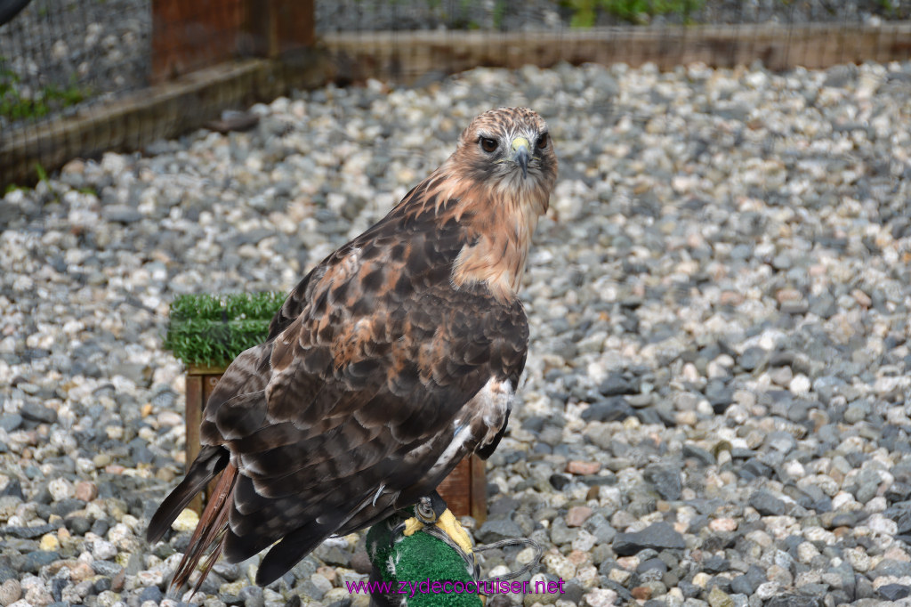 402: Carnival Miracle Alaska Cruise, Sitka, Raptor Center, 