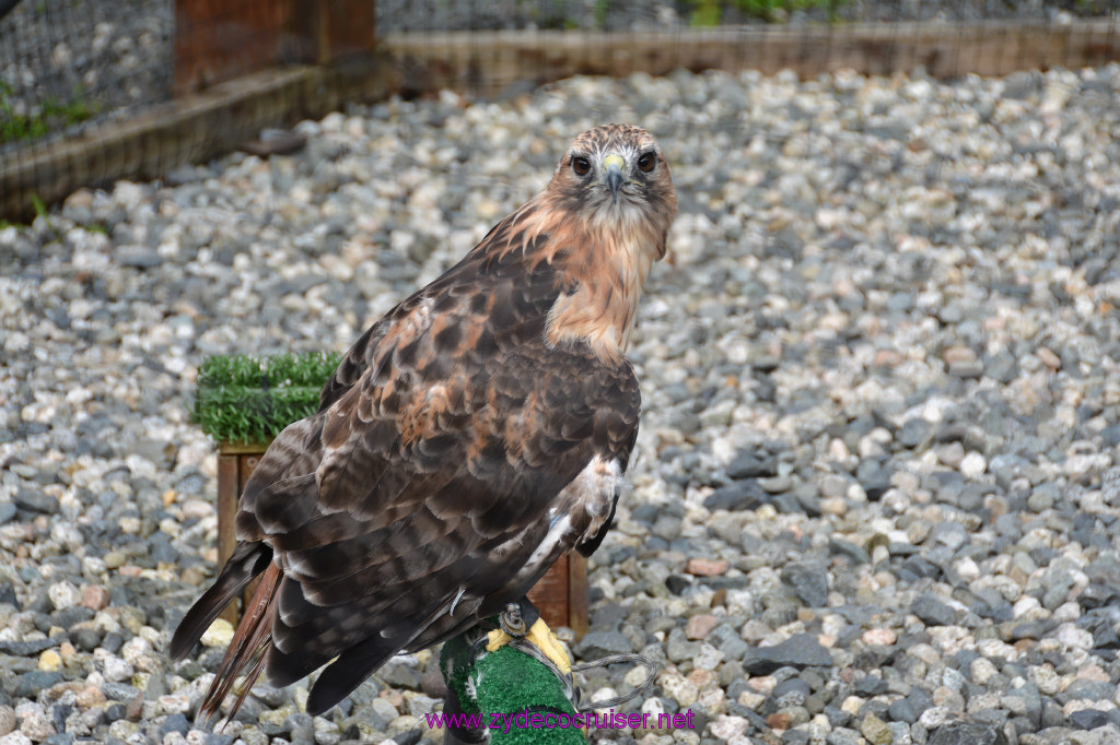 403: Carnival Miracle Alaska Cruise, Sitka, Raptor Center, 