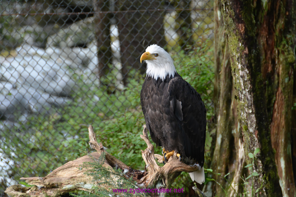 407: Carnival Miracle Alaska Cruise, Sitka, Raptor Center, 