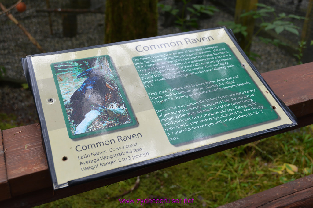 413: Carnival Miracle Alaska Cruise, Sitka, Raptor Center, 