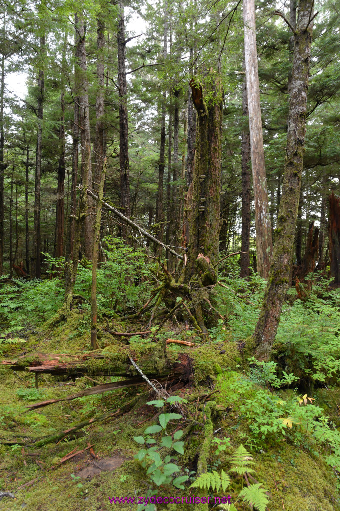 414: Carnival Miracle Alaska Cruise, Sitka, Raptor Center, 